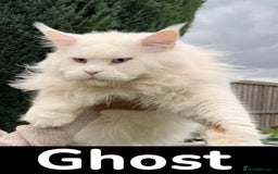 Maine Coon cats for sale: Outstanding pedigree kittens ready to leave - Image 28