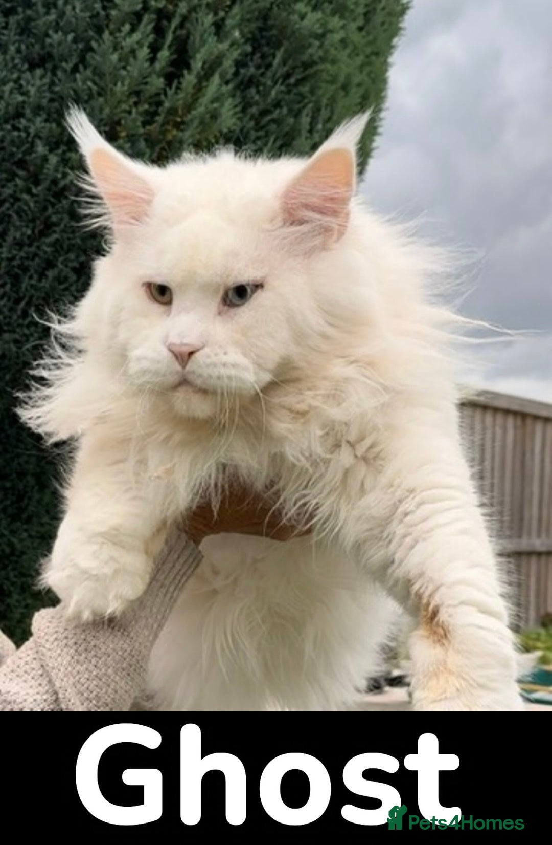 Maine Coon cats for sale: Outstanding pedigree kittens ready to leave - Image 28
