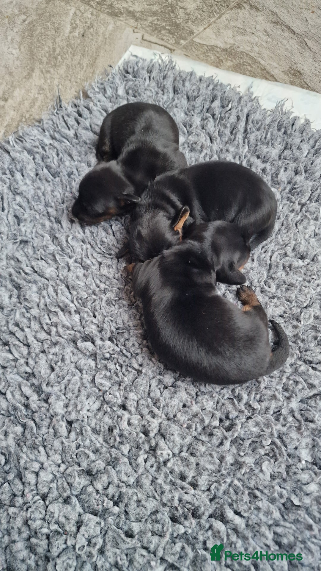Miniature Dachshund dogs for sale: Beautiful Pedigree Minature Dachshunds Black & Tan - Advert 6