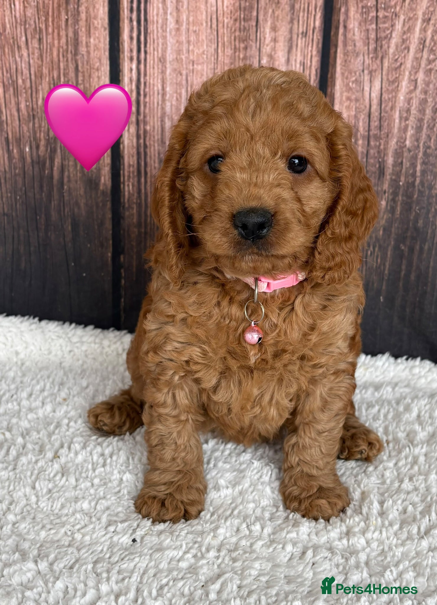 Cockapoo dogs for sale: Miniature Cockapoo puppies for ssle - Advert 4