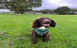 Sprocker dogs for stud: Stunning Cocker Spaniel Cross for Stud  - Image 1