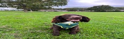 Sprocker dogs for stud: Stunning Sprocker Spaniel  for Stud  - Advert 2
