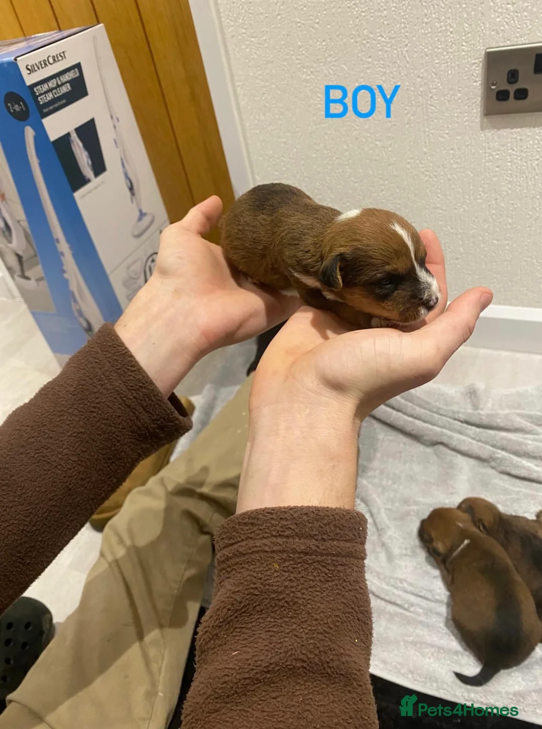 Mixed Breed dogs for sale: Lakeland x Jack Russell - Advert 3