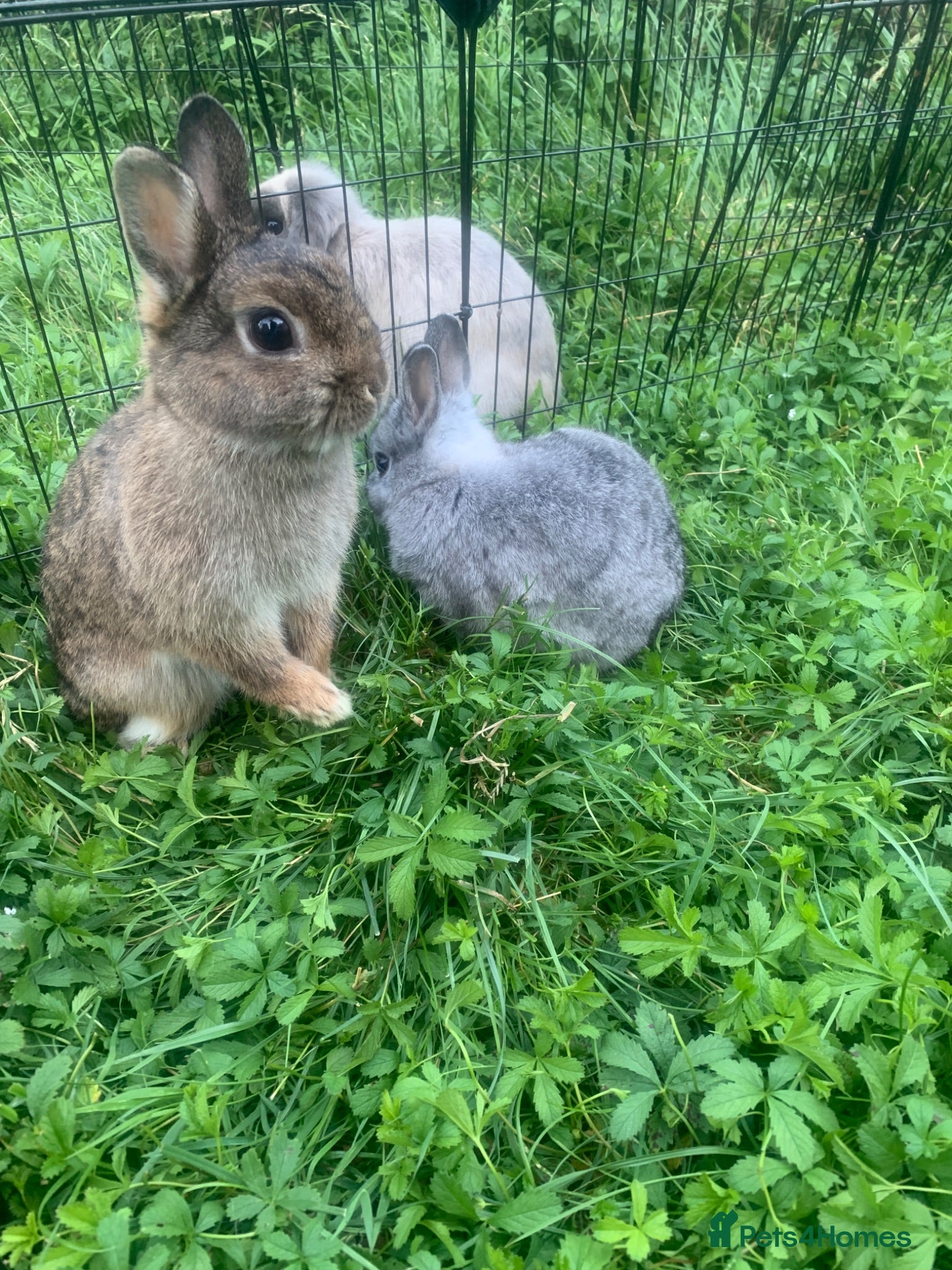 Netherland Dwarf rabbits URGENT 2 LEFT - Advert 2