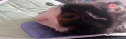 Guinea Pig rodents for sale: Two Male Guinea pigs  in Sheffield - Advert 4