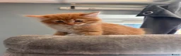 Mixed Breed cats for sale: Ragdoll x Siamese x Maine coon ready to leave  - Advert 4