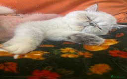 Exotic cats for sale: EXCEPTIONAL GCCF PERSIAN EXOTIC  - Image 16