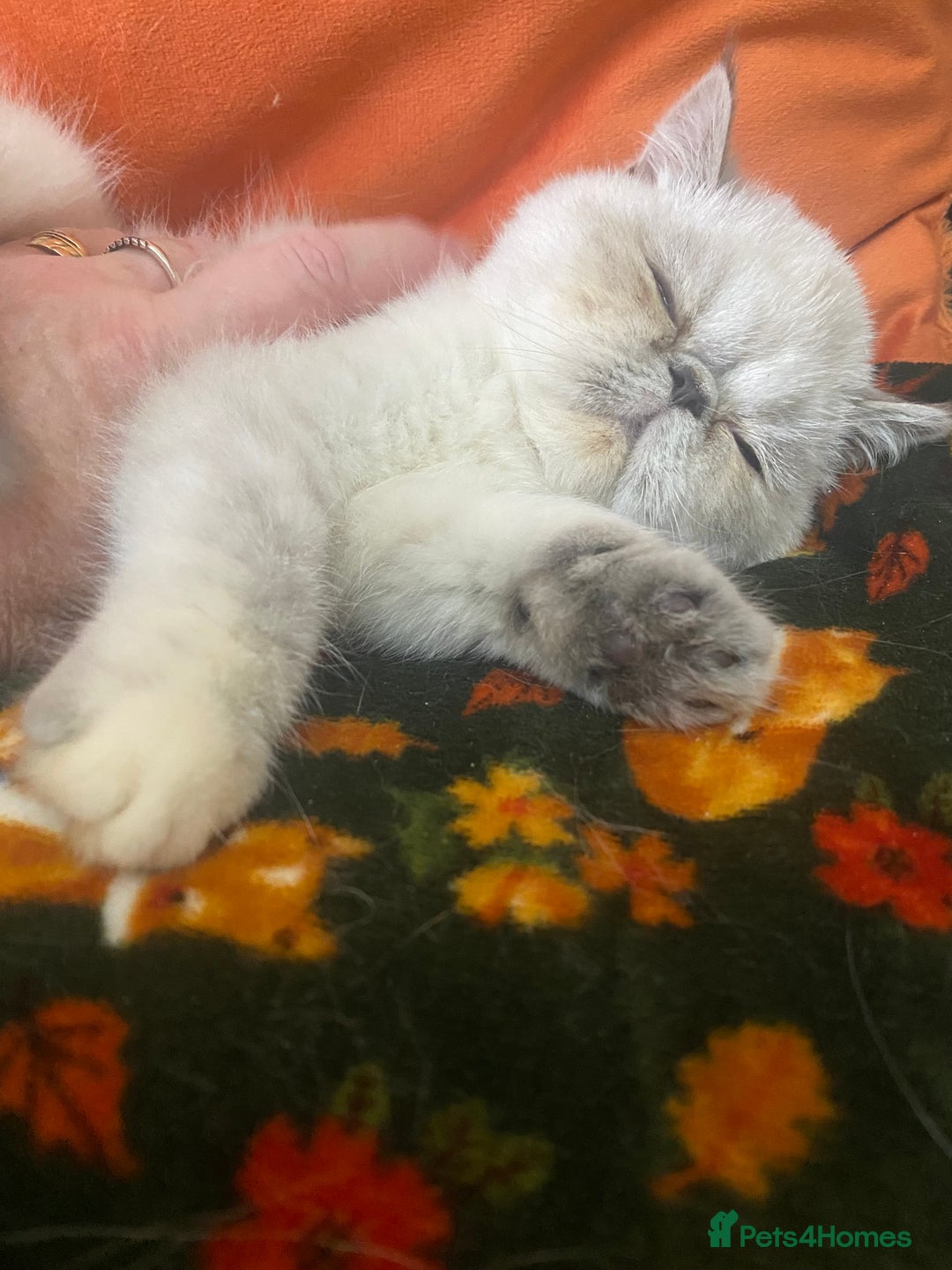 Exotic cats for sale: EXCEPTIONAL GCCF PERSIAN EXOTIC  - Image 16
