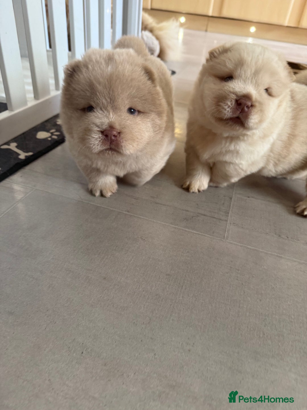 Chow Chow dogs for sale: 🔥 UK best Lilac platinum 🧸 chow chows KC  - Image 18