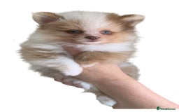 Pomeranian dogs for sale: 1 Male Pomeranian Puppy Left‼️ - Advert 5