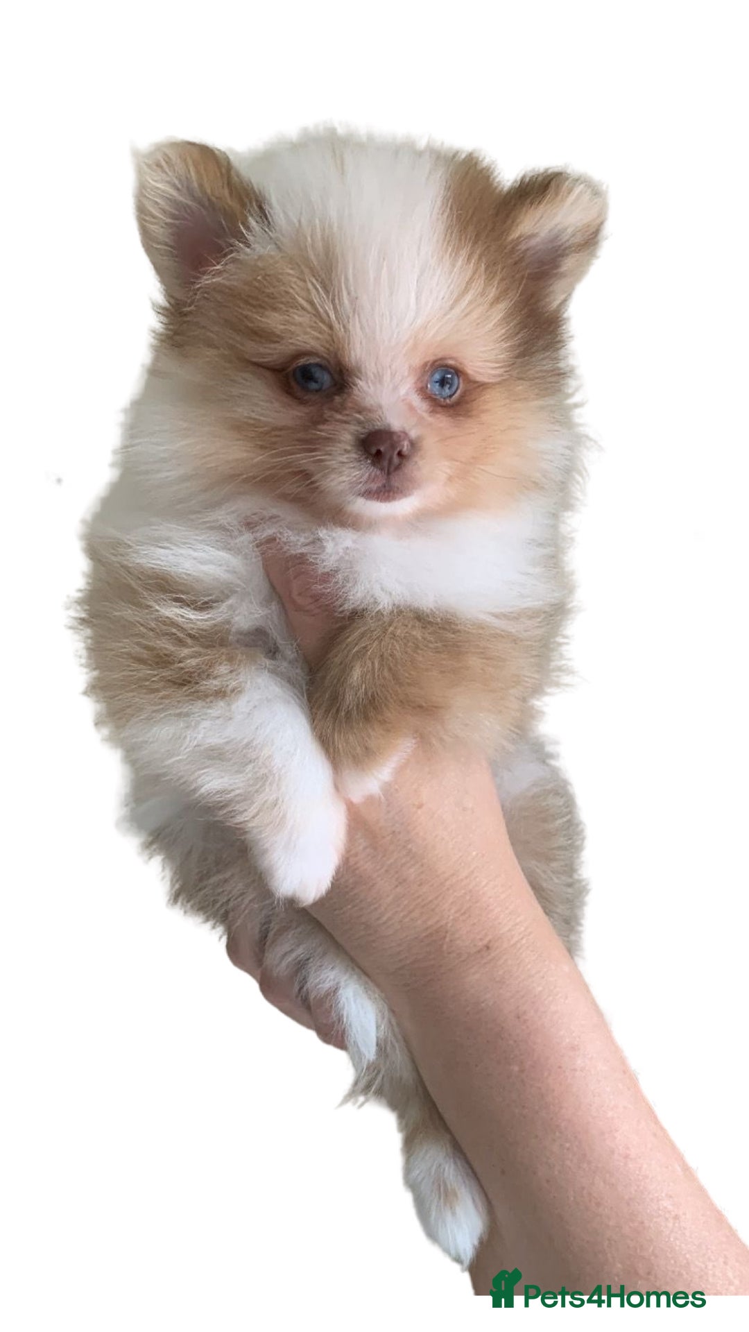 Pomeranian dogs for sale: 1 Male Pomeranian Puppy Left‼️ - Advert 5