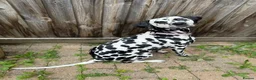 Dalmatian dogs for sale: 3 Yr old Female Dalmatian - Advert 2