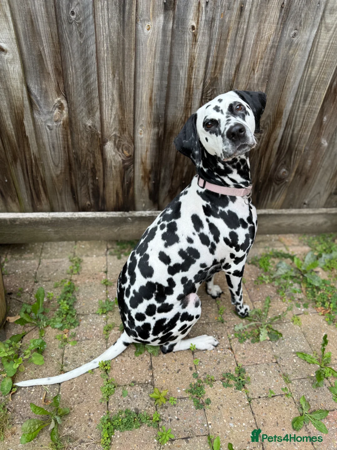 Dalmatian dogs for sale: 3 Yr old Female Dalmatian - Advert 2