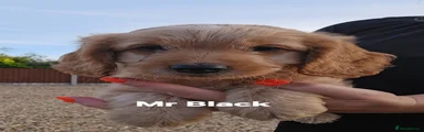 Cockapoo 3