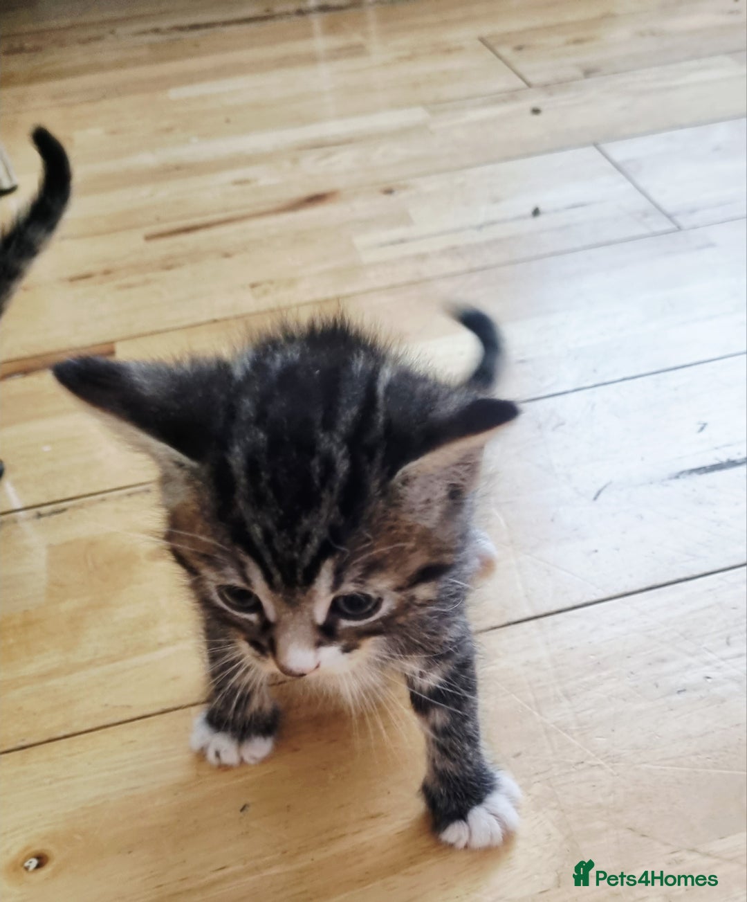 Domestic Shorthair cats for sale: Cats for adoption  - Image 3