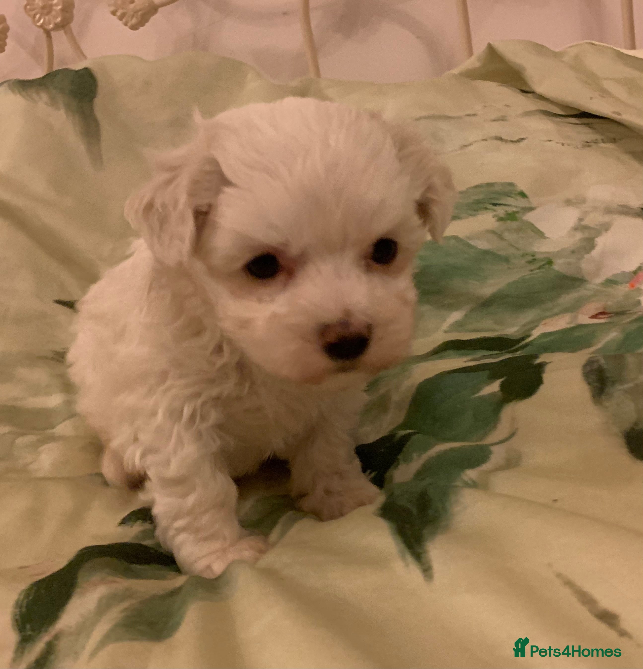 Maltese dogs Beautiful 7/8 Maltese Girl  - Advert 2