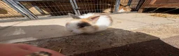 Mixed Breed rabbits for sale: Lion head cross rabbits  - Advert 3