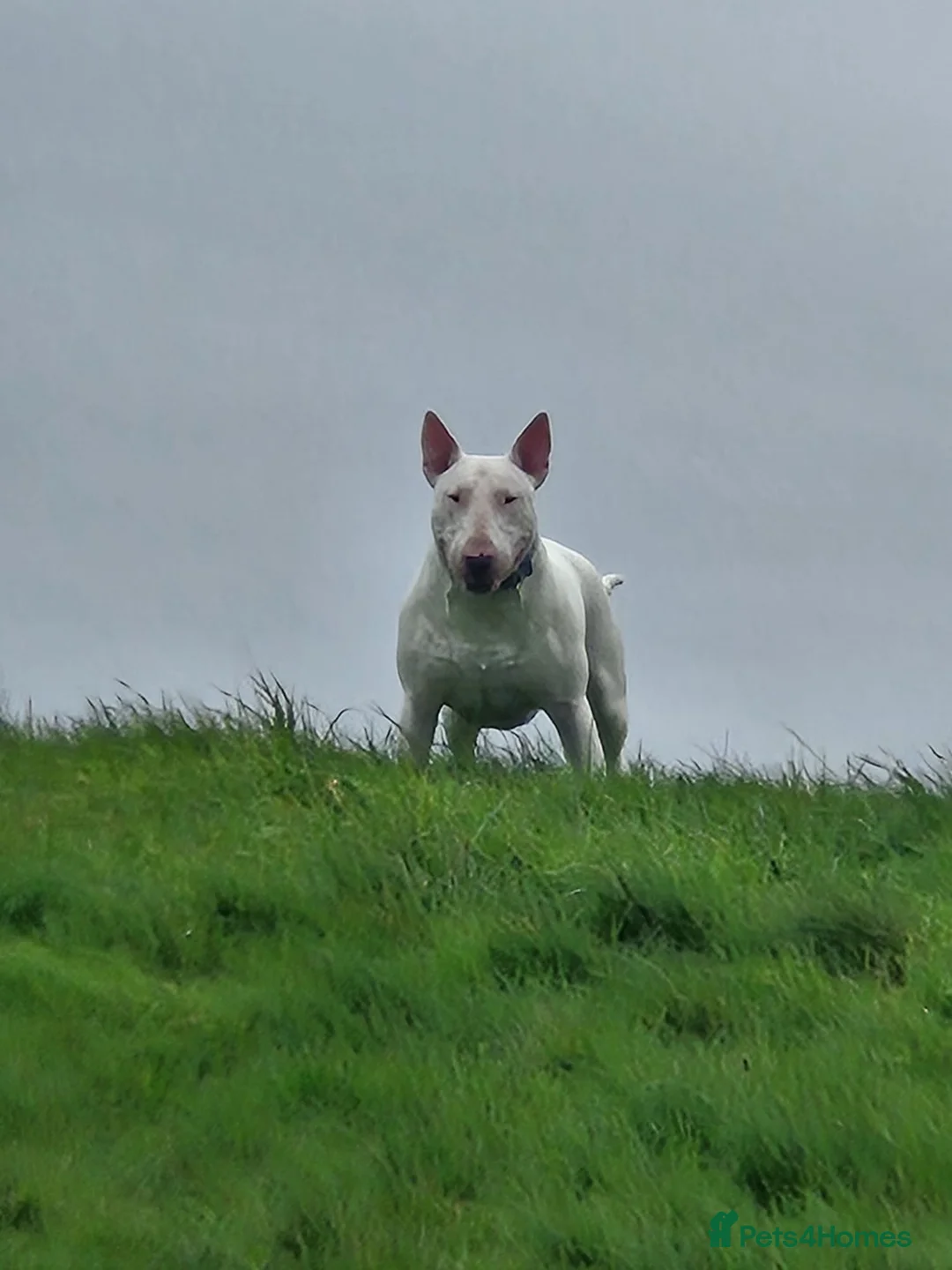 English Bull Terrier dogs for stud: Axel englishbull terrier - Advert 1