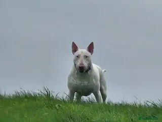 English Bull Terrier dogs Axel englishbull terrier - Advert 4