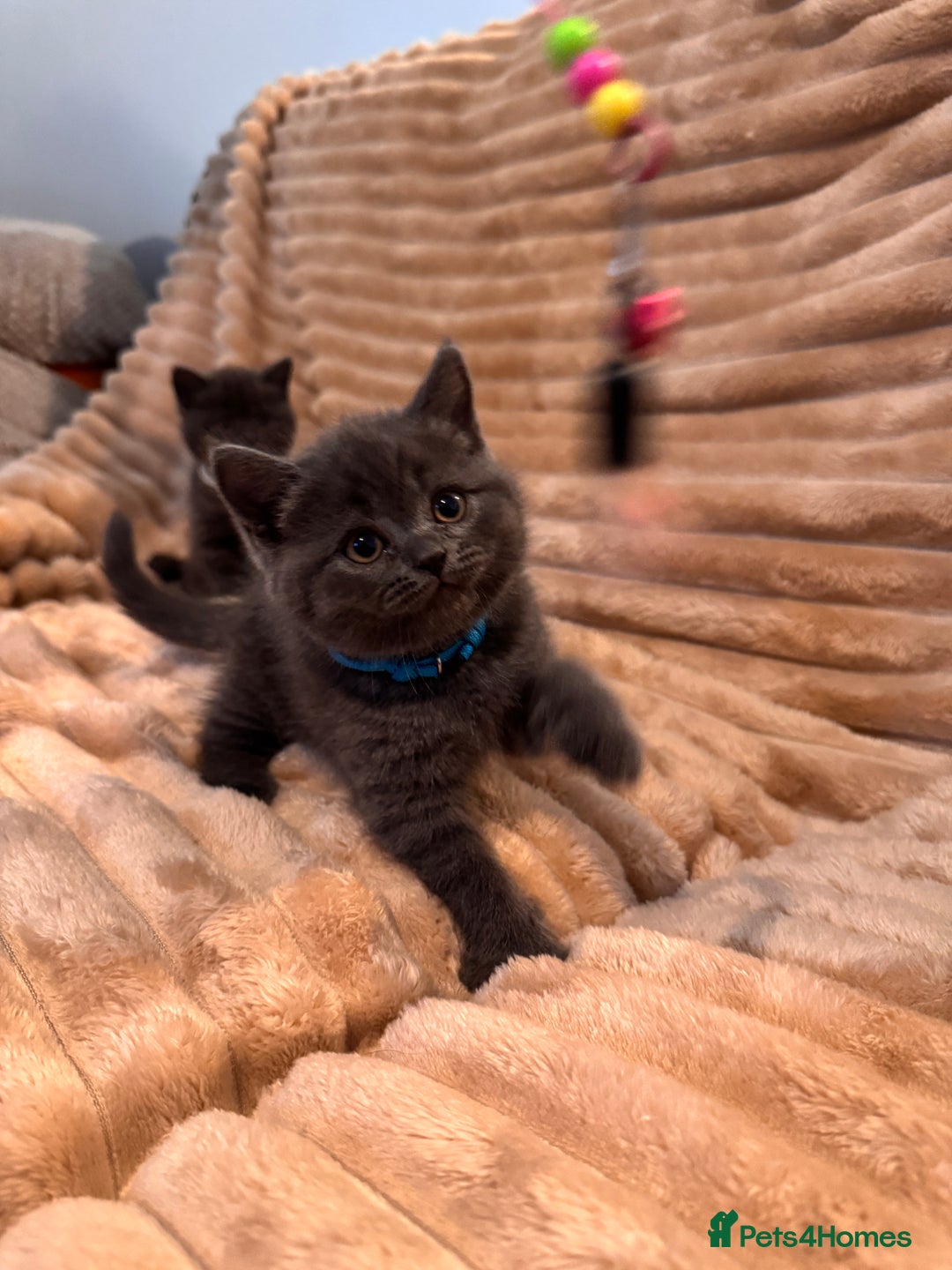 British Shorthair cats for sale: 7 lovely BSH😍 - Advert 13