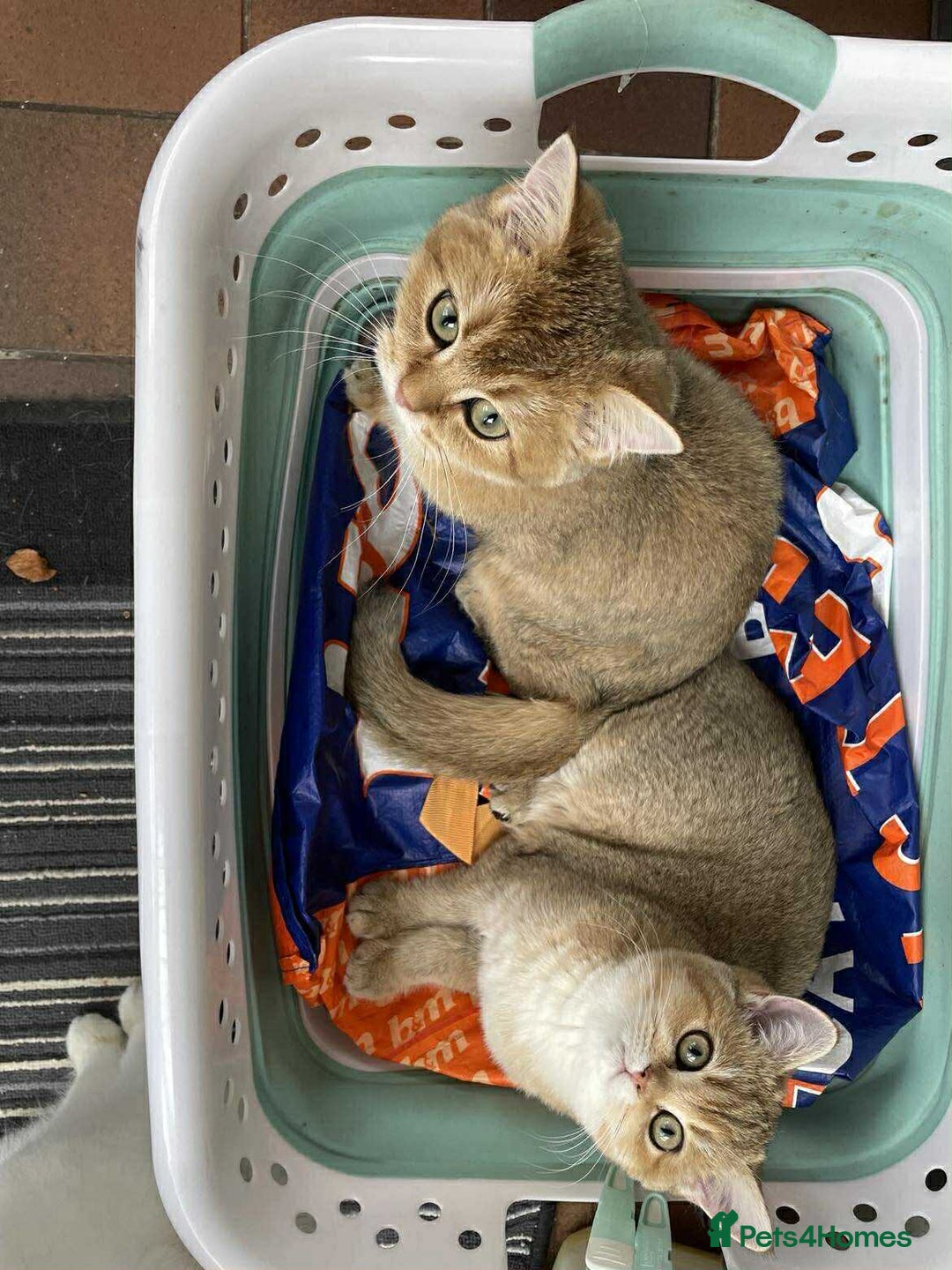 British Shorthair cats for sale: beautiful nature Golden BSH boys  - Image 5