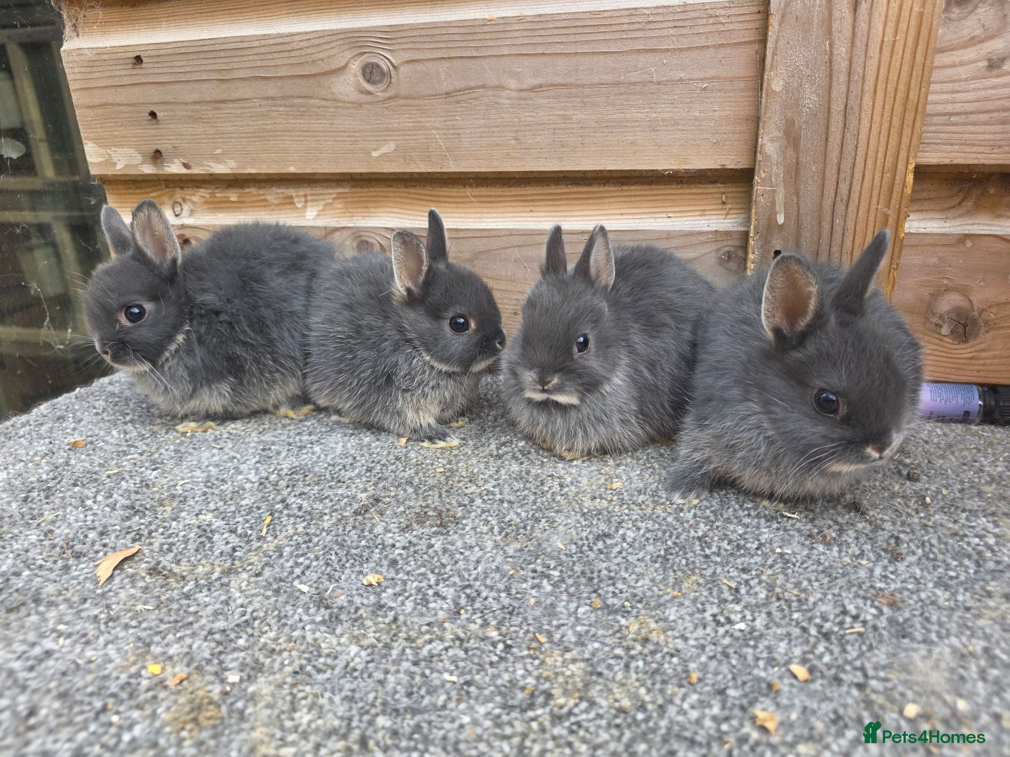 Netherland Dwarf rabbits Various netherland dwarf kits   - Advert 1