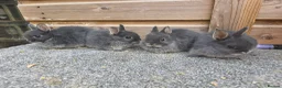 Netherland Dwarf rabbits for sale: Various netherland dwarf kits   - Advert 1