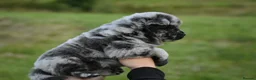 Chow Chow dogs for sale: Teddy bear chowski puppies  - Advert 13