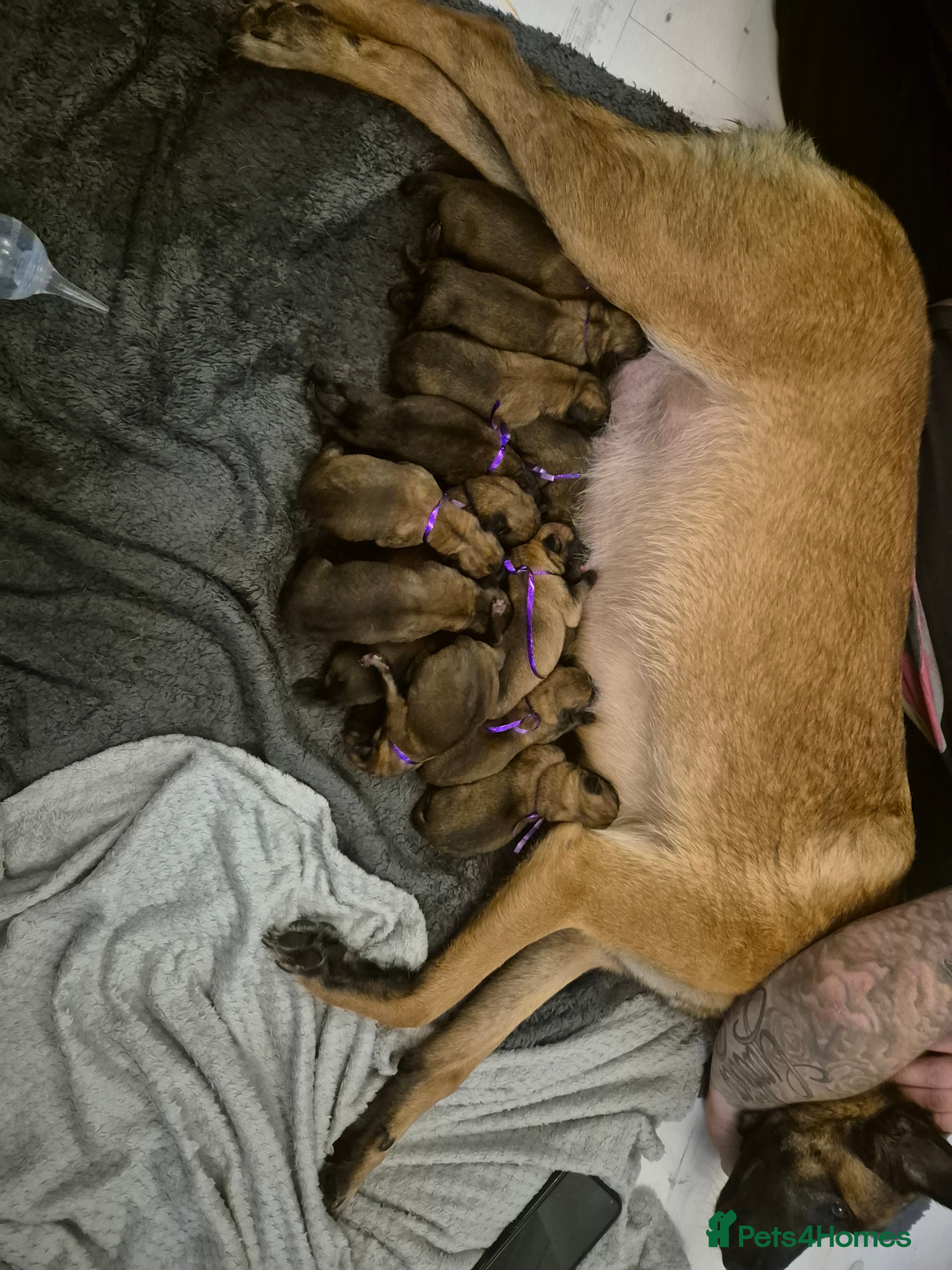 Belgian Shepherd Dog dogs Belgian Malinois were born on 1st of January 2026 - Advert 4