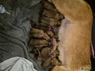 Belgian Shepherd Dog dogs Belgian Malinois were born on 1st of January 2026 - Advert 4