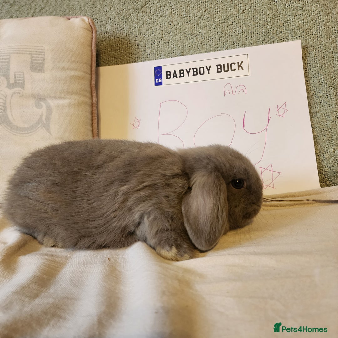 Mini Lop rabbits for sale: Stunning Mini Lop Bucks  - Image 2