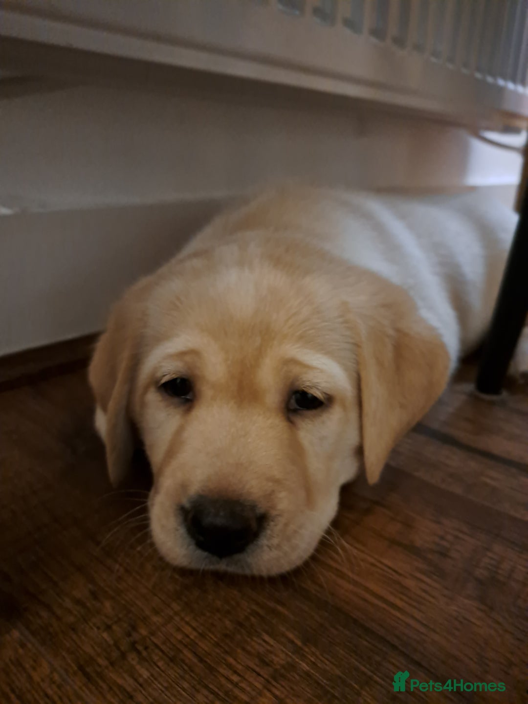 Labrador Retriever dogs for sale: six boys and six girls - Image 15