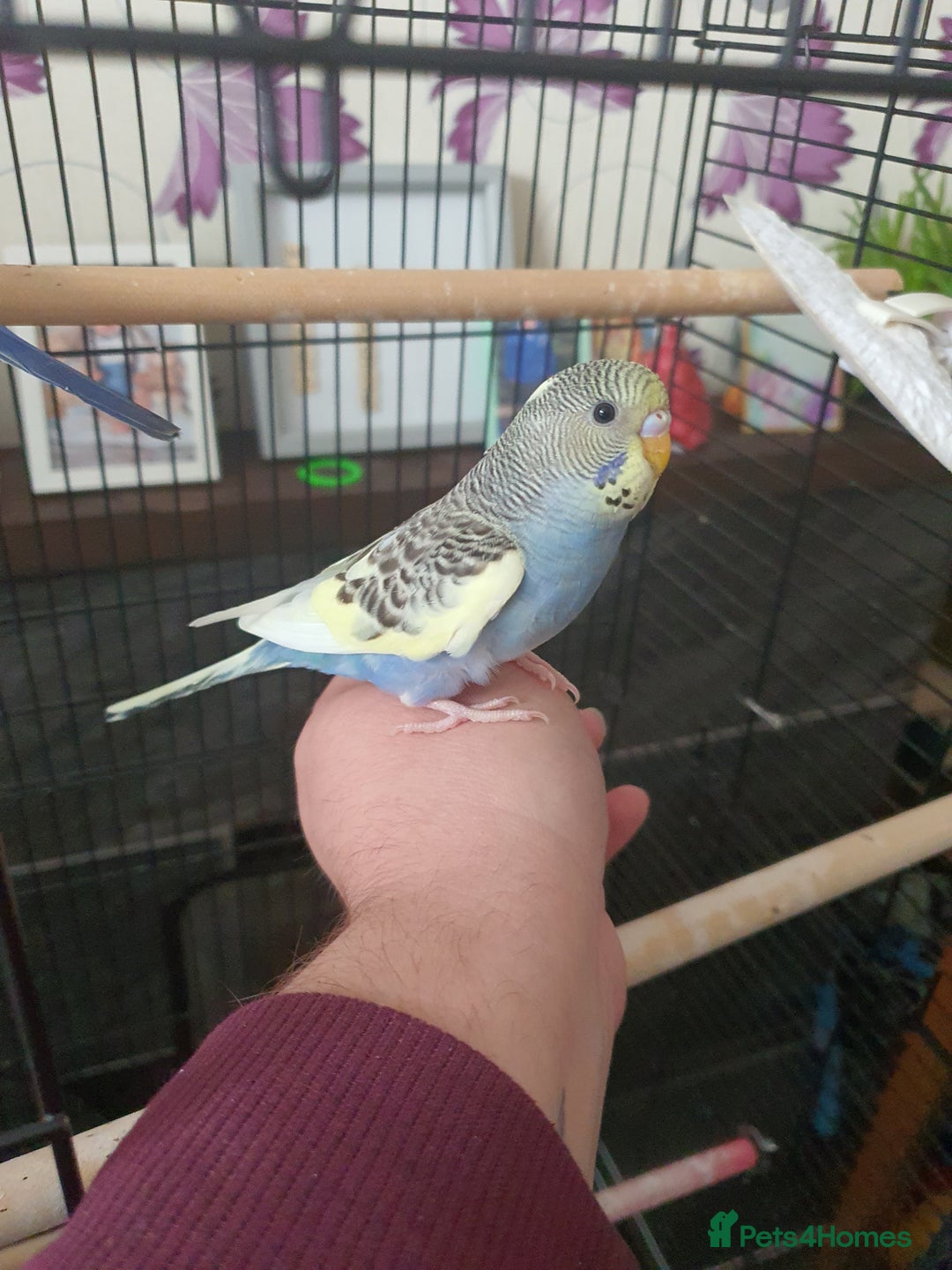 Budgerigars birds for sale: Baby budgies - Image 7