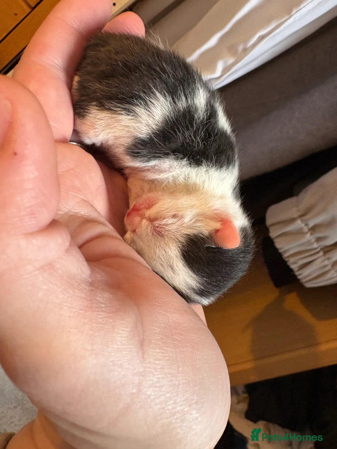 Mixed Breed cats for sale: Mixed breed British short hair kittens  - Advert 1