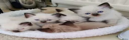 Ragdoll cats for sale: Pure bred Ragdolls need loving homes - Advert 1
