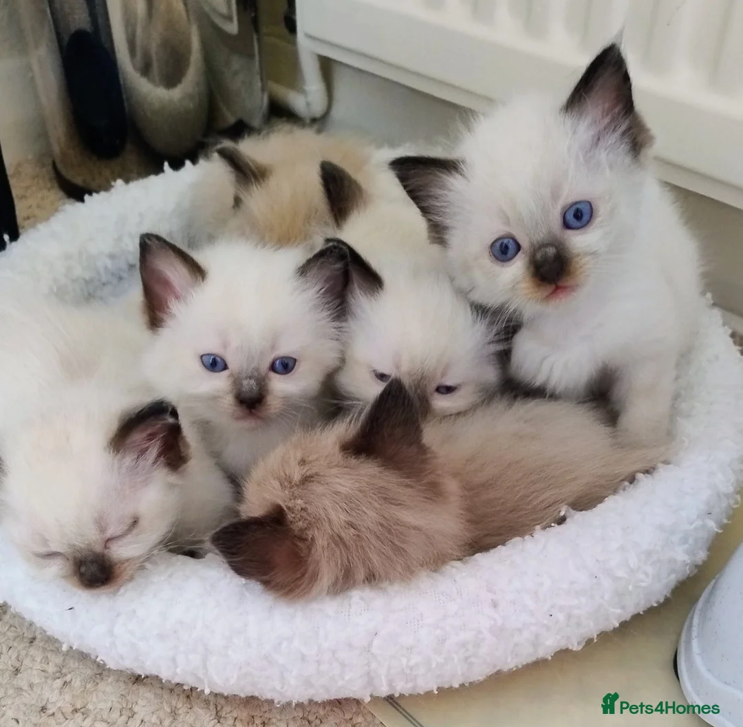 Ragdoll cats for sale: Pure bred Ragdolls need loving homes - Advert 1