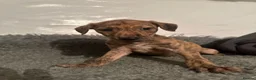 Lurcher dogs for sale: Lurcher puppies in Grange-over-Sands - Advert 16