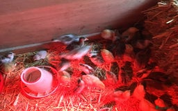 Guinea Fowl poultry for sale: Guinea fowl - Image 4