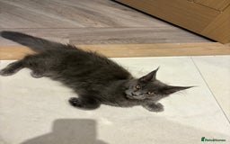 Maine Coon cats for sale: Maine coon - Image 7