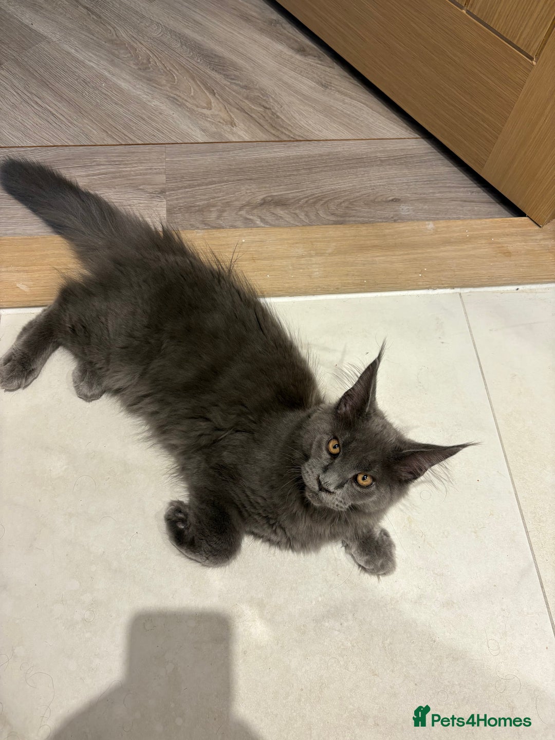 Maine Coon cats for sale: Maine coon - Image 7