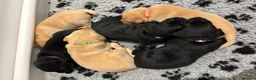 Labrador Retriever dogs for sale: KC Reg Yellow and black Labrador pups - Advert 2