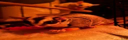 Sugar Glider rodents for sale: 3 x bonded male gliders  in Diss - Advert 3