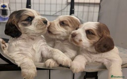 Cocker Spaniel dogs for sale: Show Type cocker spaniel puppies for sale - Image 1