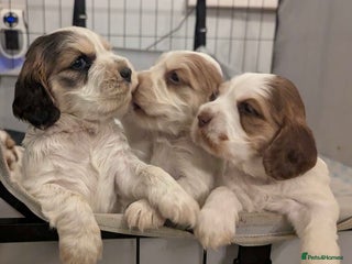 Cocker Spaniel dogs for sale - Advert 1