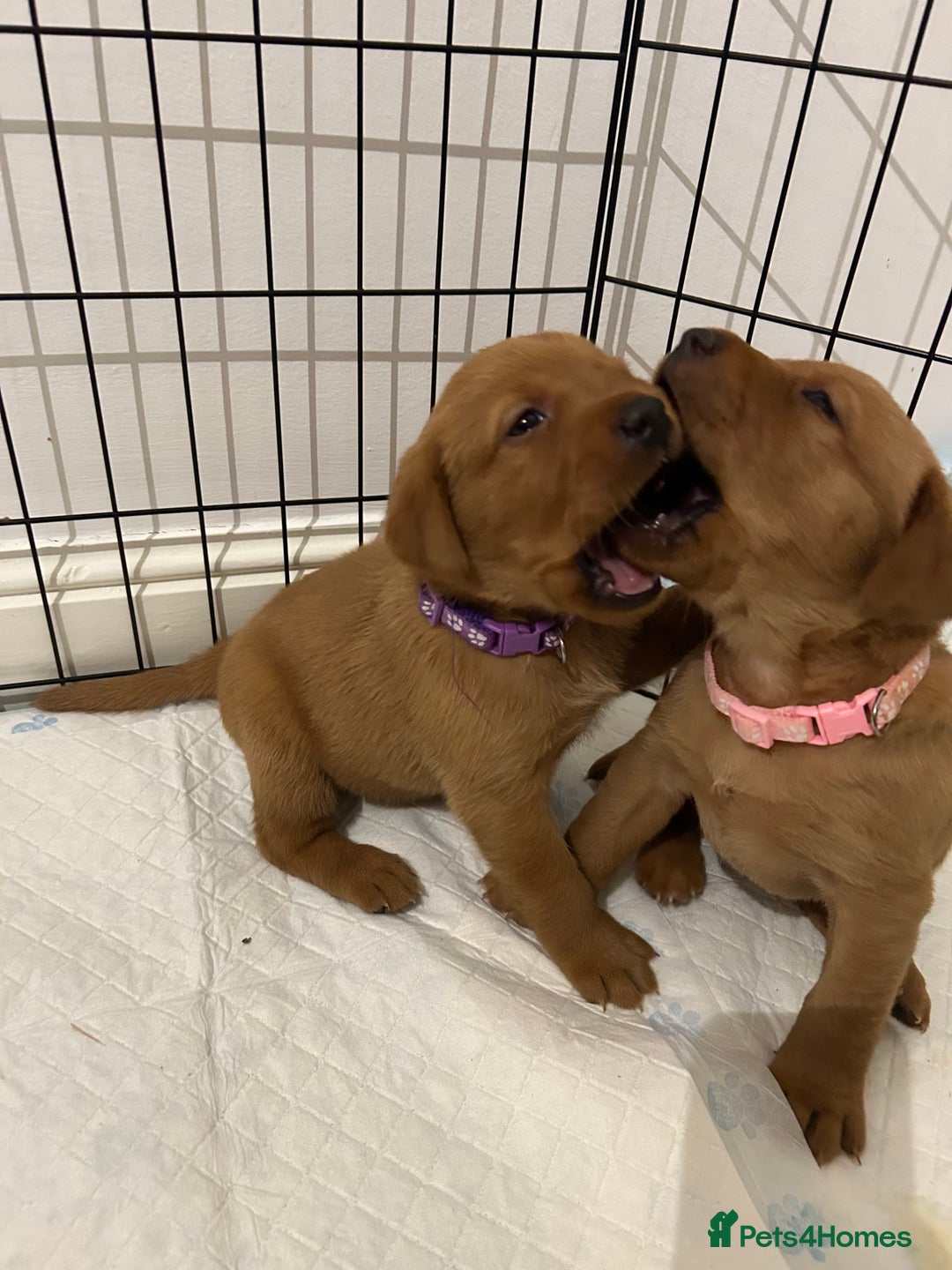 Labrador Retriever dogs for sale: Fox red labrador pups Glasgow  - Advert 26