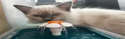 Ragdoll cats for sale: 💗 female ragdoll kitten 💗 - Advert 4