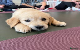 Golden Retriever dogs for sale: 6 Beautiful Golden Retrievers Puppies  - Image 21