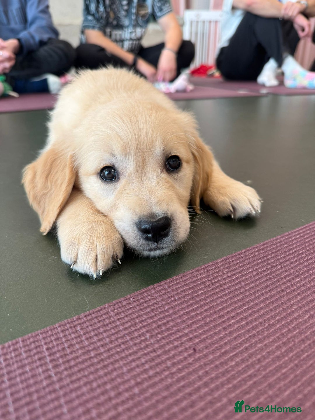 Golden Retriever dogs for sale: 6 Beautiful Golden Retrievers Puppies  - Image 21