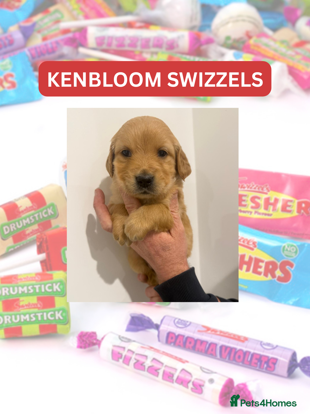 Golden Retriever dogs KC Dark Golden Retrievers 🧬 Health Tested Parents - Advert 8