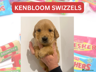 Golden Retriever dogs KC Dark Golden Retrievers 🧬 Health Tested Parents - Advert 3